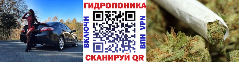 Канабис гибрид  Коркино 